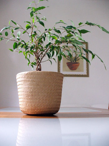feng shui plantas